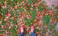 листья, осень, ноги, листик, листопад