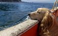 вода, собака, лодка, сеттер