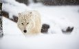 снег, зима, белый, животное, волк, арктический волк