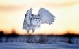 вечер, снег, закат, зима, птица, полярная сова, белая сова, bubo scandiacus, nyctea scandiaca