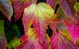 природа, листья, разноцветные, осень