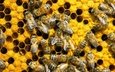 макро, насекомые, соты, пчелы, мед