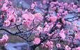 цветы, вода, капли, япония, киото, весна, императорский сад