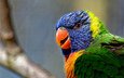 разноцветный, птица, попугай, красочный, радужный лорикет