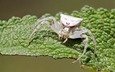макро, насекомое, белый, лист, паук, ziva & amir, white crab spider