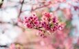 цветы, природа, дерево, цветение, ветки, весна, розовые, сакура, боке