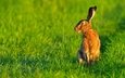 трава, природа, ушки, животное, заяц