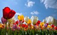 небо, цветы, облака, бутоны, лепестки, разноцветные, весна, тюльпаны