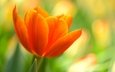 природа, макро, цветок, лепестки, оранжевый, тюльпан