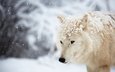 снег, зима, белый, волк, арктический волк