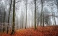 деревья, лес, листья, туман, осень