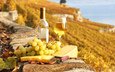 природа, виноград, море, лето, еда, бокал, сыр, вино, бутылка, белое вино