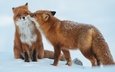 снег, зима, животные, пара, хищники, лисы