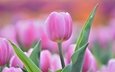 цветы, бутон, розовый, нежность, тюльпан