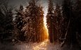 свет, деревья, солнце, снег, лес, зима, лучи, германия, хвойные
