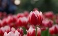 цветы, лепестки, весна, тюльпаны