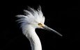 птица, клюв, черный фон, белая, цапля, белая цапля, snowy egret
