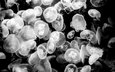медузы, подводный мир, черно-белое фото