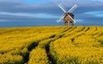 небо, цветы, поле, великобритания, весна, ветряная мельница, графство, рапс, уорикшир, памятник архитектуры, chesterton windmill, апрель