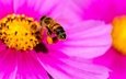 макро, насекомое, цветок, лепестки, пчела, яркий, космея, pink yellow bee, danny perez photography