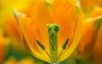 желтый, макро, цветок, весна, тюльпан