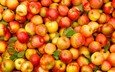 фрукты, яблоки, урожай, плоды