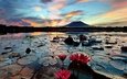 озеро, утро, остров, кувшинки, водяные лилии, филиппины, лусон, sampaloc