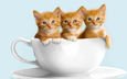 кошки, чашка, малыши, котята, белая, рыжие, милые