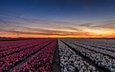 цветы, вечер, закат, поле, городок, нидерланды, провинция, callantsoog, северная голландия
