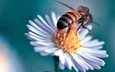 макро, насекомое, цветок, пчела, маргаритка, danny perez photography