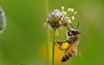 макро, насекомое, цветок, пчела, мед, нектар, ziva & amir