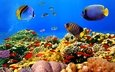 рыбы, океан, кораллы, риф, подводный мир, тропические