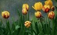 цветы, природа, весна, дождь, тюльпаны