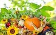 виноград, фрукты, яблоки, осень, кукуруза, подсолнухи, овощи, киви, тыква, груши, инжир, каштаны, кукуру