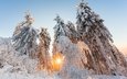 свет, деревья, солнце, снег, природа, лес, зима
