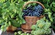 зелёный, виноград, черный, корзина, ягоды, гроздь, хмель