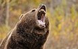 медведь, зубы, пасть, гризли, grizzly bear