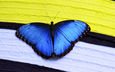 макро, насекомое, бабочка, крылья, синие, морфо