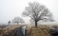 дорога, деревья, зима, туман, robert-paul jansen
