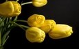 цветы, бутоны, черный фон, тюльпаны, желтые