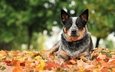 листья, взгляд, осень, собака, австралийская пастушья