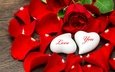 цветы, розы, лепестки, любовь, сердечки, день святого валентина