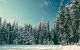 деревья, снег, природа, лес, зима, елки