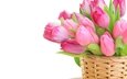 цветы, тюльпаны, розовые, белый фон, корзинка