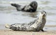 песок, тюлень, тюлени, морские млекопитающие