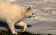 снег, кот, кошка, белый, ошка