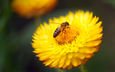 желтый, макро, насекомое, цветок, пчела