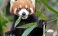 природа, листва, бамбук, животное, красная панда