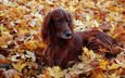 листья, осень, собака, ирландский сеттер