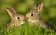 трава, животные, лето, кролики, зайцы
